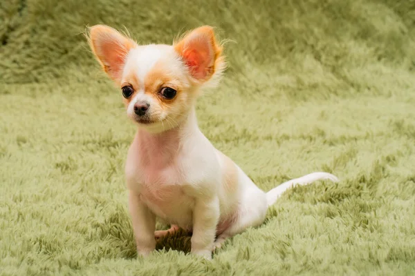 Chihuahua子犬オンAふわふわ毛布 — ストック写真