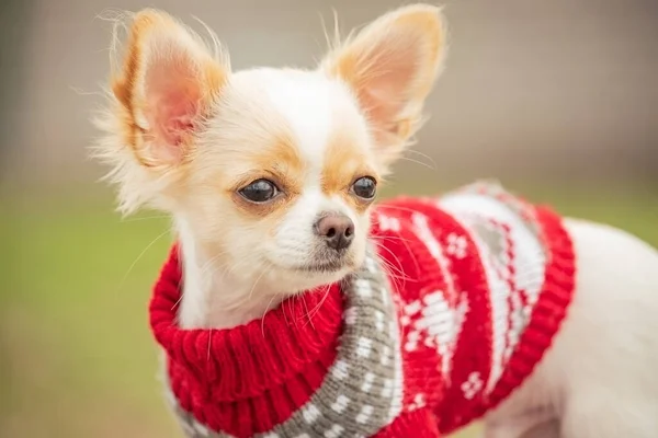 Portret Van Een Schattige Rasechte Chihuahua Chihuahua Puppy Bank Chihuahua — Stockfoto