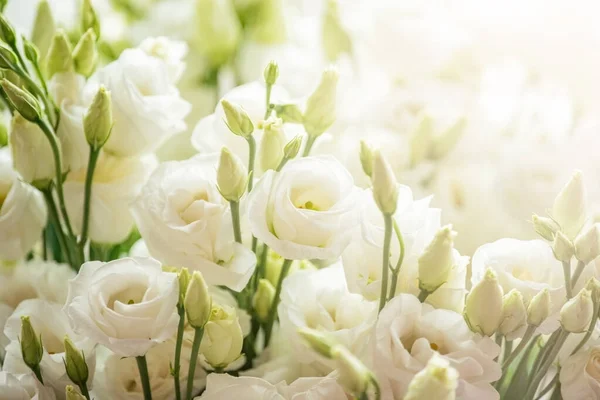 Lindas Flores Eustoma Isoladas Fundo Branco Rosa Branca — Fotografia de Stock