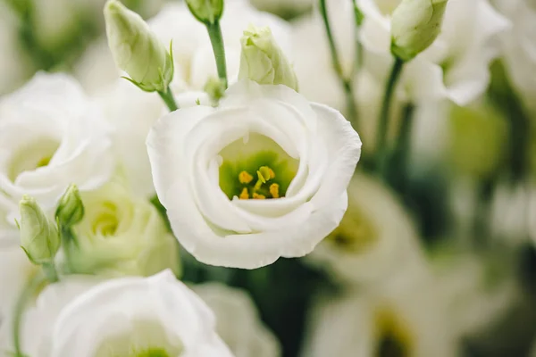 Lindas Flores Eustoma Isoladas Fundo Branco Rosa Branca — Fotografia de Stock