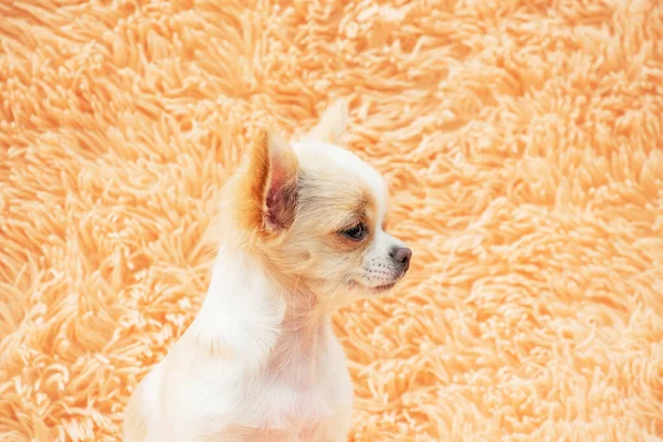 Chihuahua Cachorro Una Manta Esponjosa —  Fotos de Stock
