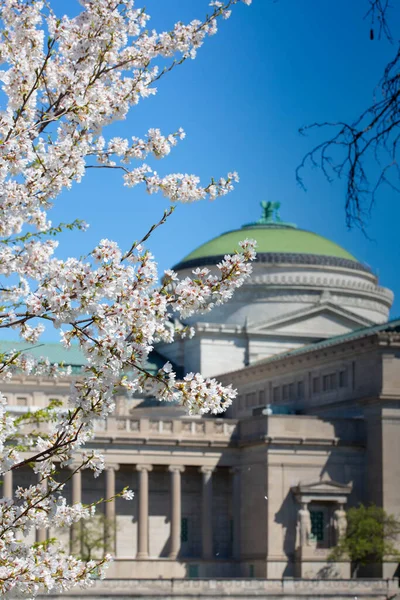 Flores Cerejeira Florescendo Com Museu Ciência Indústria Fundo — Fotografia de Stock