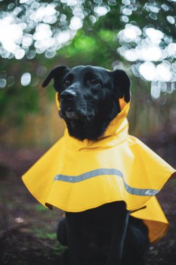 Kara Labrador Karışık Kurtarma Köpeği