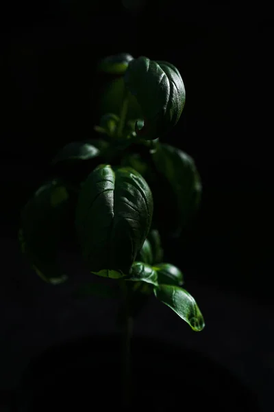Basil Herb Plant Moody Iluminação — Fotografia de Stock
