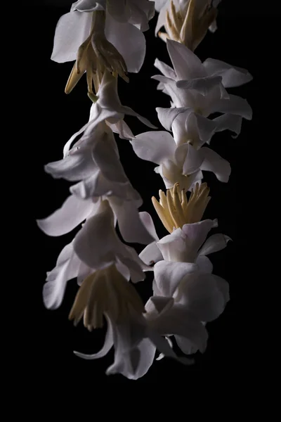 Corona Lei Floral Blanca Ocasión Celebratoria —  Fotos de Stock