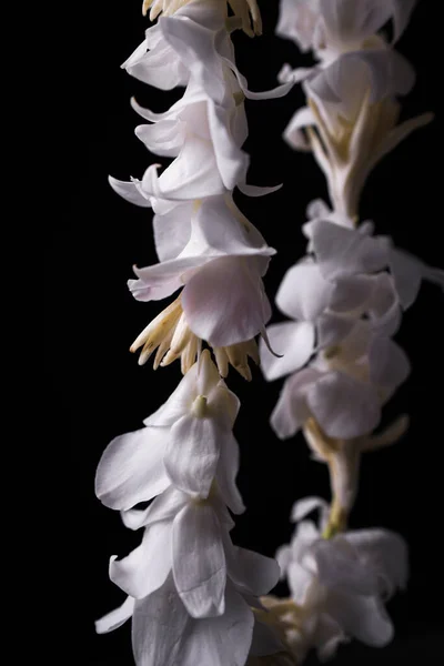 Ocasión Corona Lei Floral Blanca —  Fotos de Stock