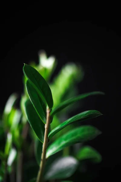 Planta Pétalas Haste Macro — Fotografia de Stock