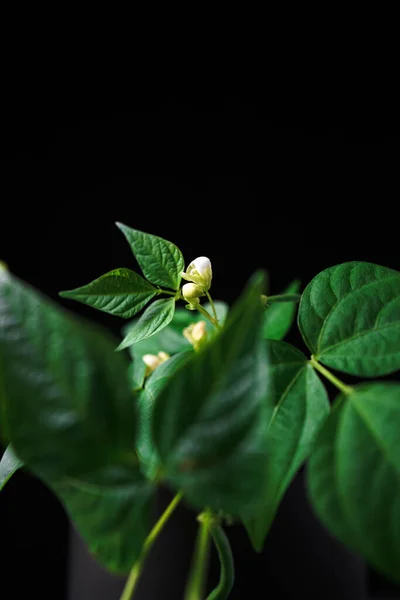 Planta Frijol Jardín Flor Joven —  Fotos de Stock