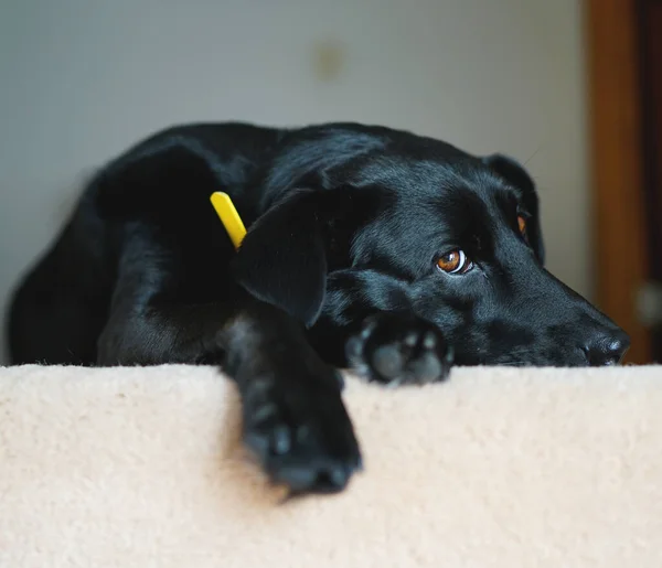 Black Labrador Mix Rescue Dog — Stock Photo, Image