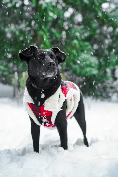 黑色拉布拉多混合救援犬 — 图库照片