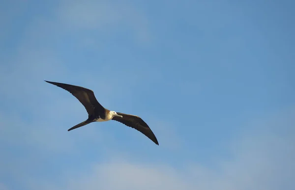 Magnificent Frigatebird Fregata Magnificens Самка Остров Северный Сеймур Галапагосские Острова — стоковое фото
