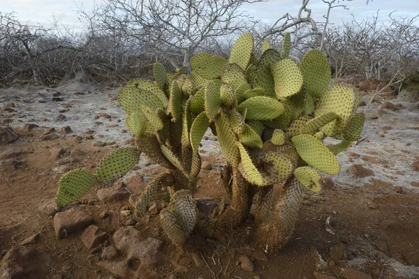 Galápagos Pera Espinhosa Opuntia Echios Var Zacana Ilha Seymour Norte — Fotografia de Stock