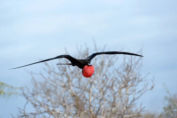 緋色の喉のポーチが膨らんだ飛行中の壮大なFrigatebird Fregata Smagenes ノースシーモア島 ガラパゴス諸島 エクアドル — ストック写真