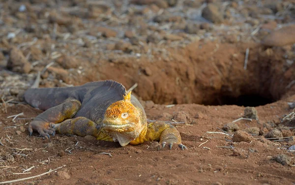 Galapágy Pozemní Leguán Conolophus Subcristatus Před Norami Ostrovy Severní Seymour — Stock fotografie