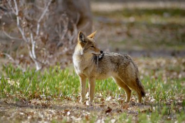 Yalnız çakal (Canis latrans) çimlerin üzerinde duruyor. Scotty 'nin Kalesi, Ölüm Vadisi, Kaliforniya