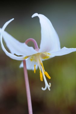 Beyaz zambak zambağı Erythronium oregonum, Pender Adası, Britanya Kolombiyası, Kanada