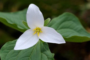 Batı Trillium Trillium ovatum, Cowichan Vadisi, Vancouver Adası, British Columbia, Kanada