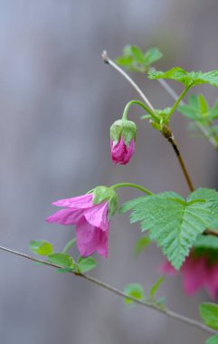 Salmonberry Rubus spektabilis, Cowichan Vadisi, Vancouver Adası, British Columbia, Kanada