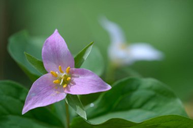 Batı Trillium Trillium ovatum, Cowichan Vadisi, Vancouver Adası, British Columbia, Kanada