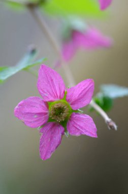 Salmonberry Rubus spektabilis, Cowichan Vadisi, Vancouver Adası, British Columbia, Kanada