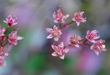 Vahşi sedum, Cowichan Vadisi, Vancouver Adası, British Columbia, Kanada