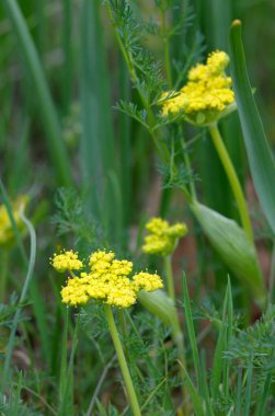 Spring Gold Lomatium utriculatum Cowichan Garry Oak Preserve, Cowichan Valley, Vancouver Adası, British Columbia.