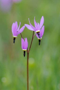 Shooting Star Dodecatheon Pulchellum, Cowichan Garry Oak Preserve, Cowichan Valley, Vancouver Adası, British Columbia.