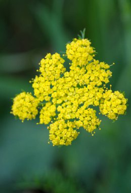 Spring Gold Lomatium utriculatum, Cowichan Garry Oak Preserve, Cowichan Valley, Vancouver Adası, British Columbia.