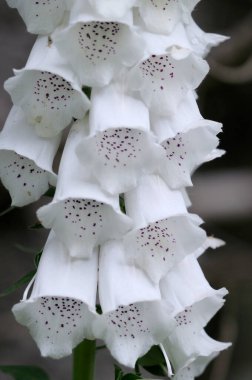 Yüksükotu Digitalis purpurea, Cowichan Vadisi, Vancouver Adası, British Columbia, Kanada