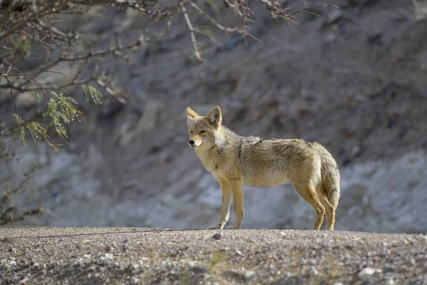 Lone Coyote Canis Latrans Standing Grass Scotty Castle Death Valley — Stock Photo, Image
