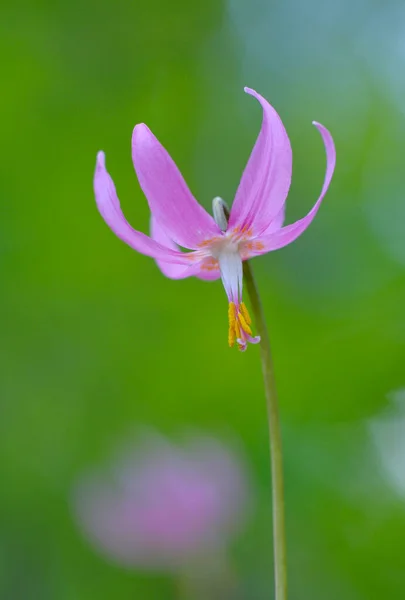 加拿大不列颠哥伦比亚省温哥华市Cowichan Valley Pink Fawn Lily Erythronium Revolution Tum — 图库照片