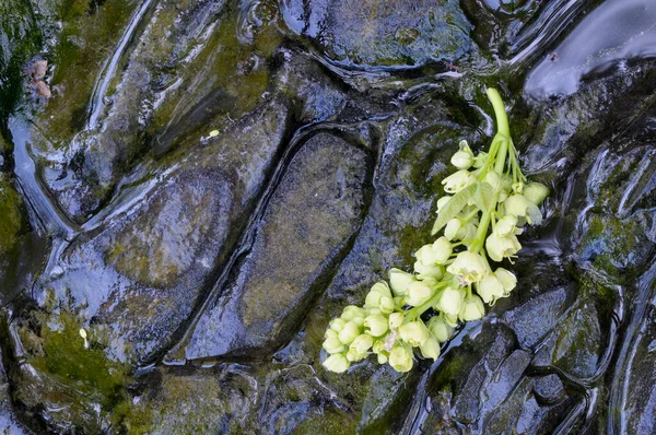 Big Leaf Maple Flower Cohaban Valley Остров Ванкувер Британская Колумбия — стоковое фото