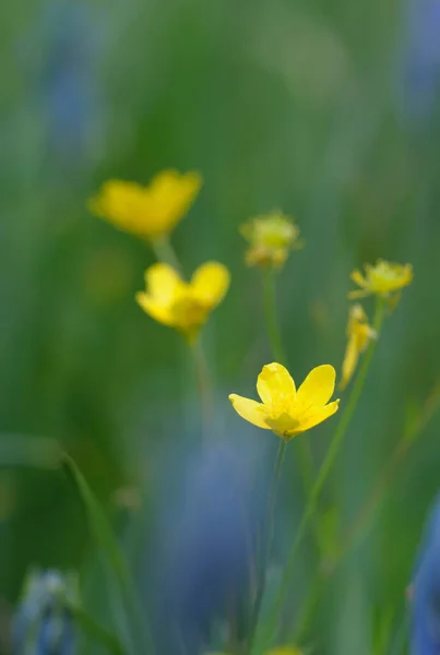 Buttercup Ranunculus Cowichan Valley Vancouver Island Columbia Britannica Canada — Foto Stock