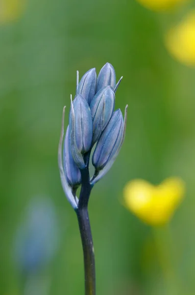 Common Camas Camassia Quamash Cowichan Garry Oak Preserve Cowichan Valley — Stock Photo, Image