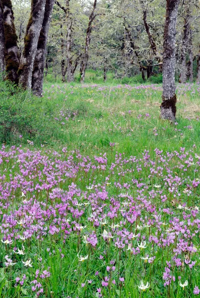 Cowichan Garry Oak Preserve Wiese Cowichan Valley Vancouver Island British — Stockfoto