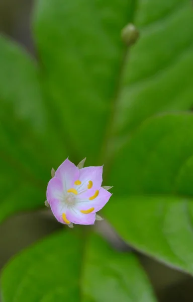 Northern Starflower Trientalis Borealis Cowichan Valley Vancouver Island British Columbia — Stock Photo, Image