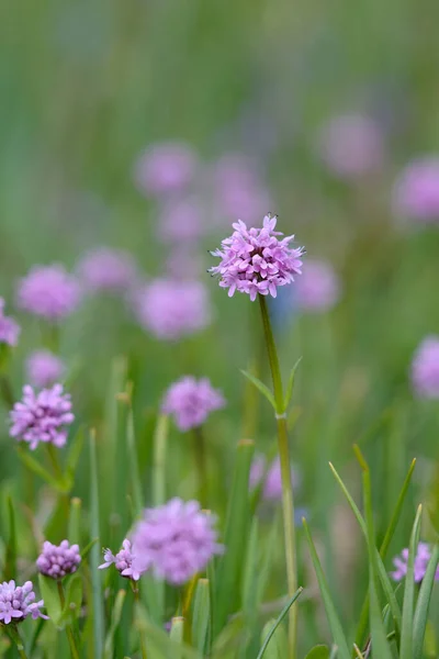 Sea Blush Plectritis Congesta Cowichan Valley Vancouver Island Columbia Britannica — Foto Stock