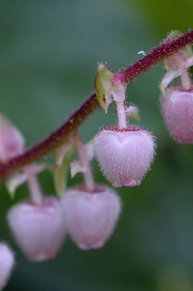 Salal Gaultheria Shallon Cohaban Valley Vancouver Island Британская Колумбия Канада — стоковое фото