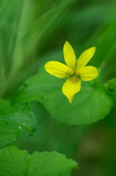 Stream Violet Viola Glabella Cowichan Valley Vancouver Island British Columbia — Foto Stock