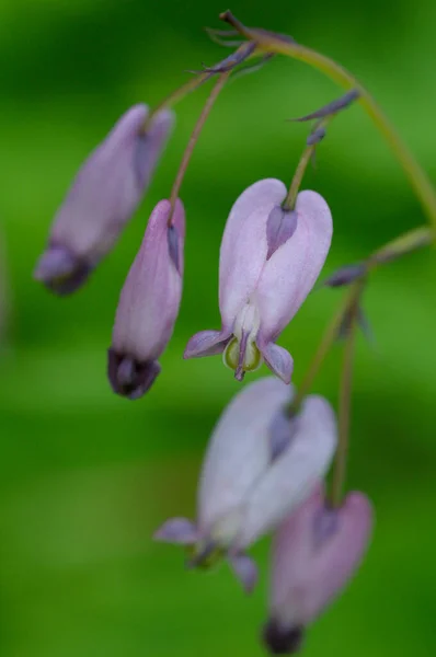 Pacific Bleeding Heart Dicentra Formosa Cowichan Valley Vancouver Island Columbia — Foto Stock