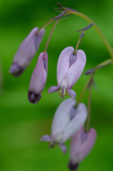 Pacific Bleeding Heart Dicentra Formosa Cowichan Valley Vancouver Island British — Stockfoto