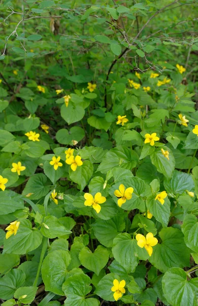 Stream Violet Viola Glabella Cowichan Valley Vancouver Island British Columbia — Foto Stock