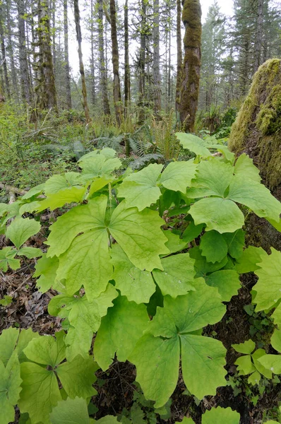 Vaniglia Leaf Achlys Triphylla Cowichan Valley Vancouver Island Columbia Britannica — Foto Stock