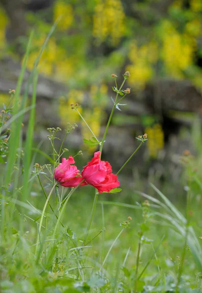 Tulpe Cowichan Valley Vancouver Island British Columbia Kanada — Stockfoto