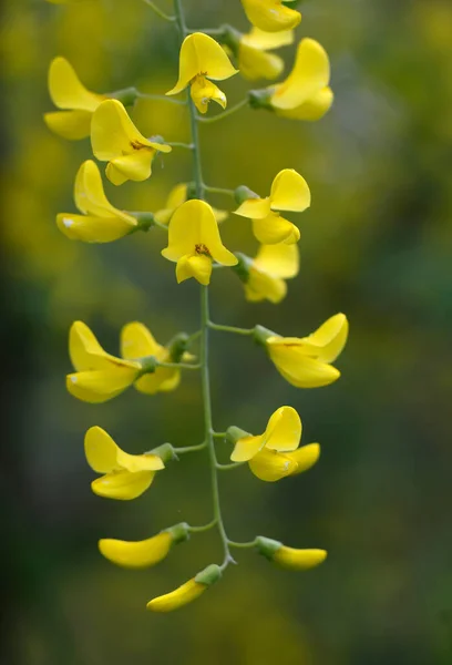 Flor Silvestre Amarilla Valle Cowichan Isla Vancouver Columbia Británica Canadá — Foto de Stock