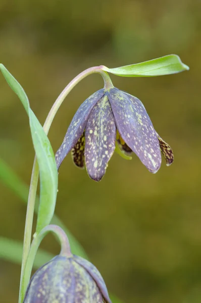 Czekolada Lily Fritillaria Affinis Cowichan Valley Vancouver Island Kolumbia Brytyjska — Zdjęcie stockowe