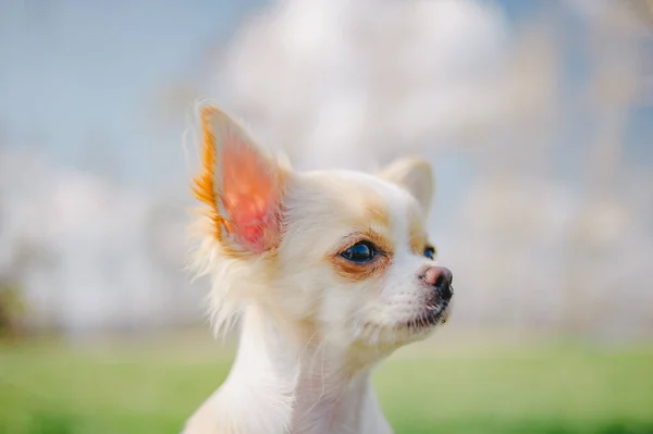 Retrato Chihuahua Raça Pura Bonito Cachorrinho Chihuahua Banco Chihuahua Cão — Fotografia de Stock