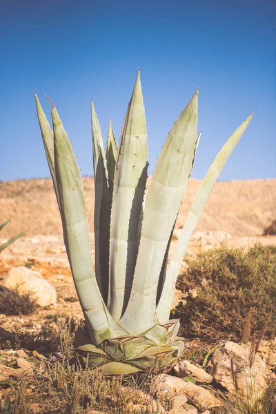 Agave Planta Luz Dia — Fotografia de Stock