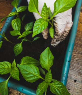 Eldivenli bir el biber tohumunu kabın içine yerleştirir.