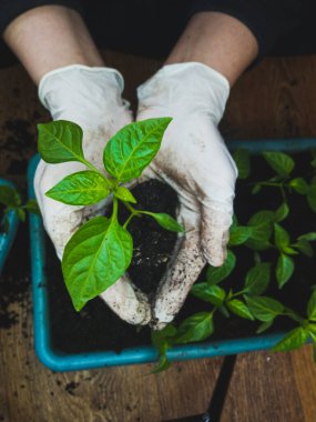 İki eldivenli el biber tohumlarını tutar.